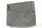 Ordovician Brittle Star (Ophiura) - Morocco #327184-1